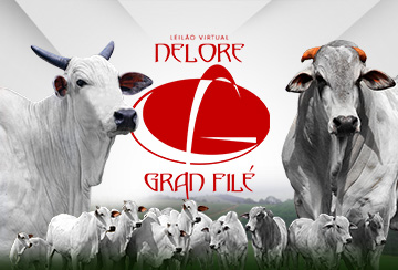LEILÃO VIRTUAL NELORE GRAN FILÉ